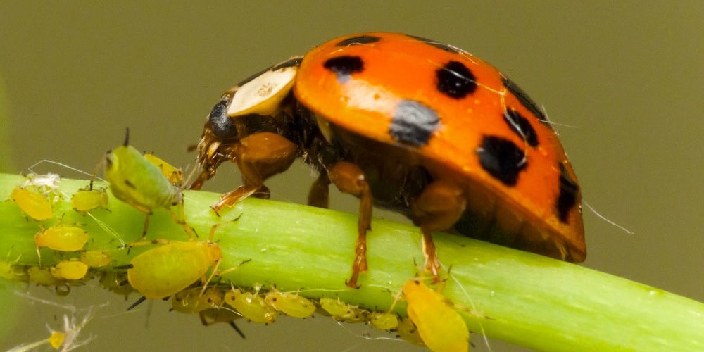 Asesoramiento de jardinería y diseño para controlar plagas (sin&nbsp;químicos)