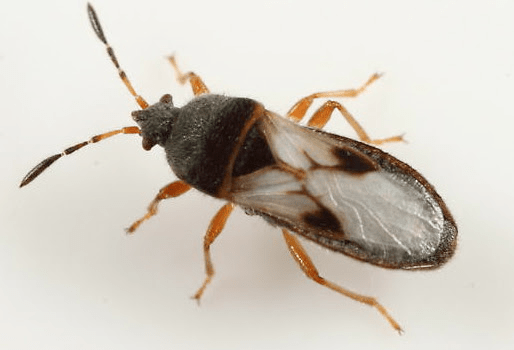 Alerta plaga Blissus spp en&nbsp;España